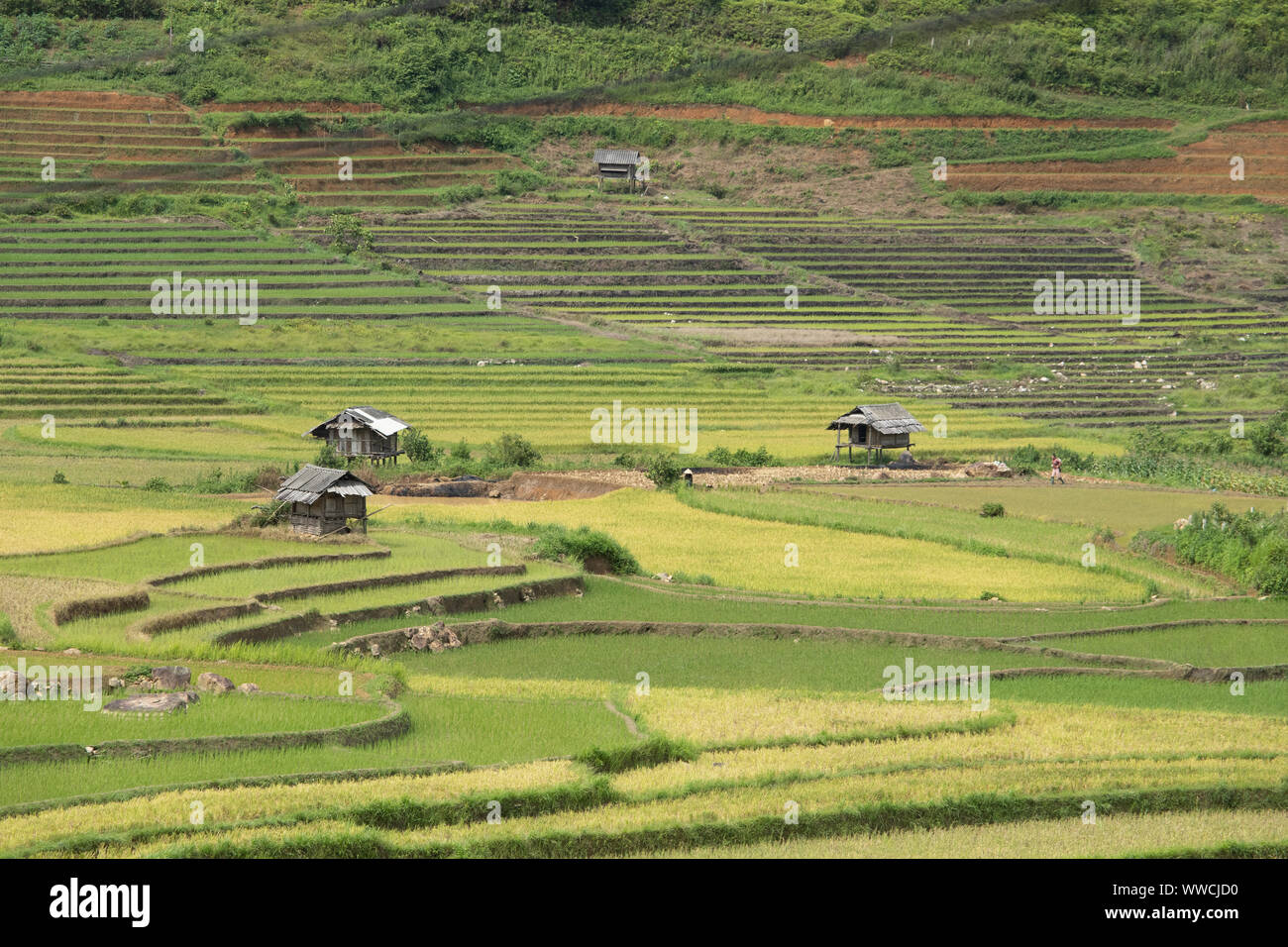 I campi di riso Khau Pha Pass Vietnam Foto Stock