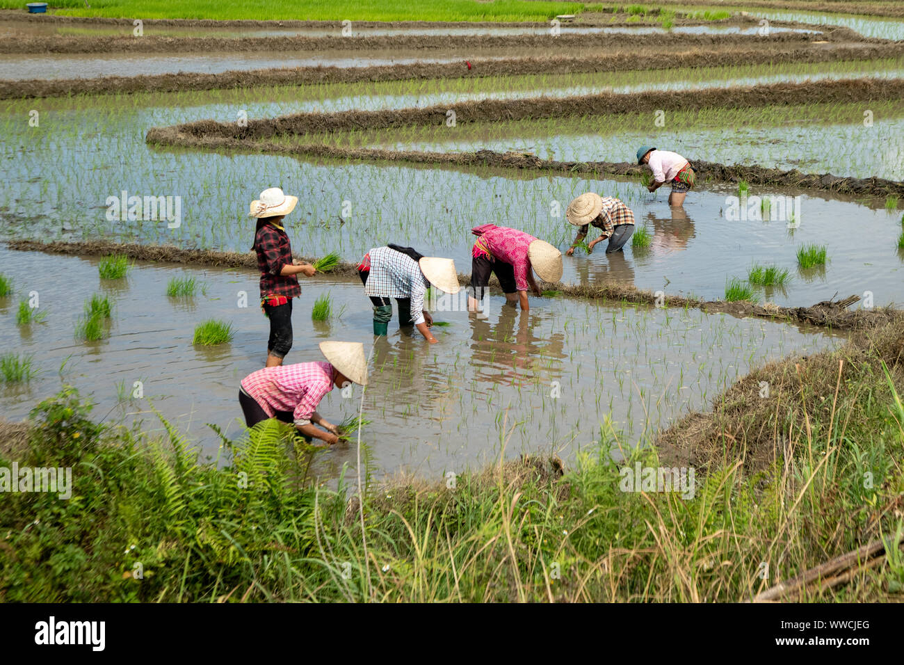 Le donne con lavoro a trapiantare il riso Khau Pha Pass Vietnam Foto Stock