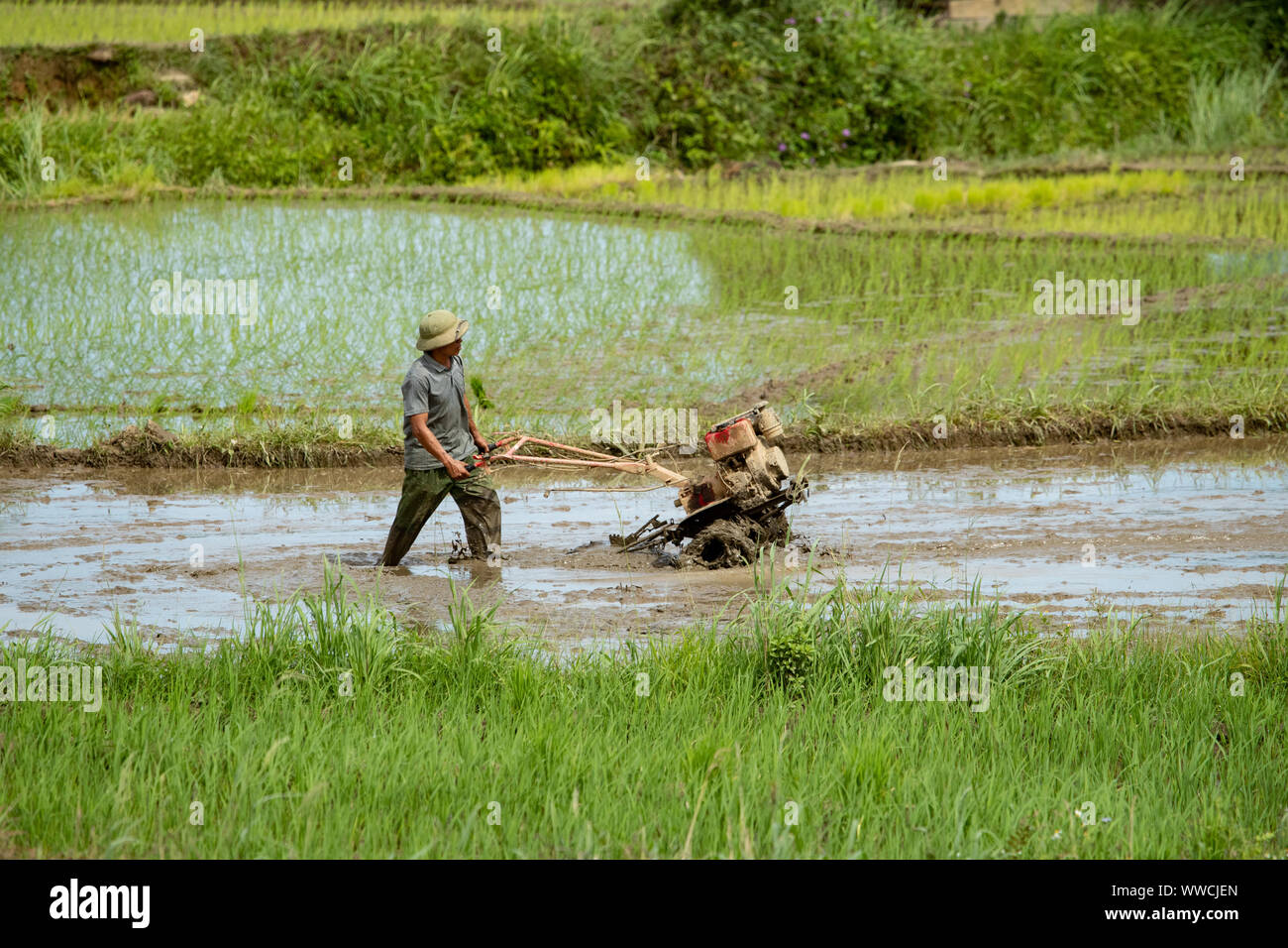 La preparazione del campo di risone per la semina con mano aratro Foto Stock