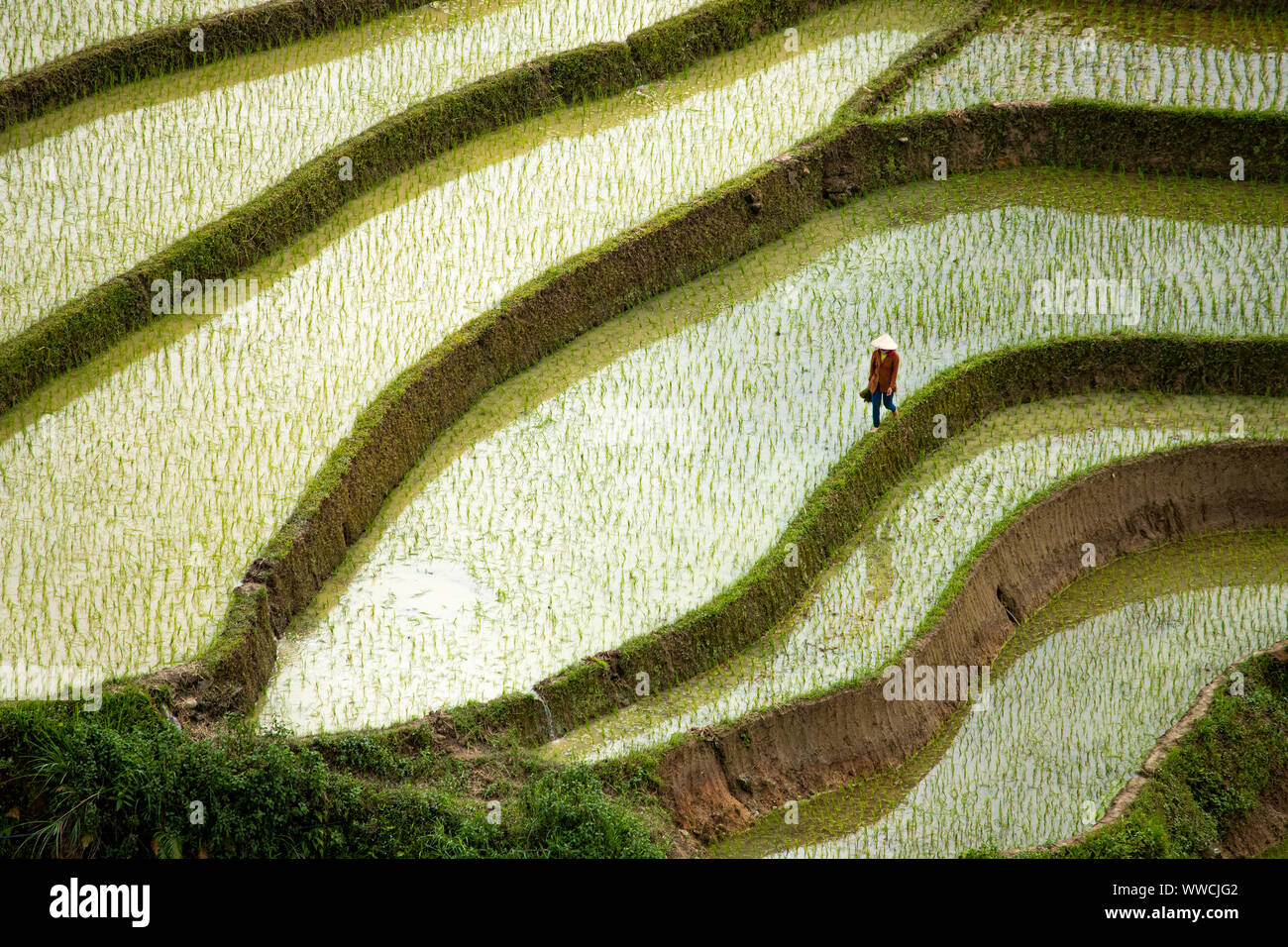 Uomo vietnamita a piedi attraverso i campi di riso Khau Pha Pass Vietnam Foto Stock