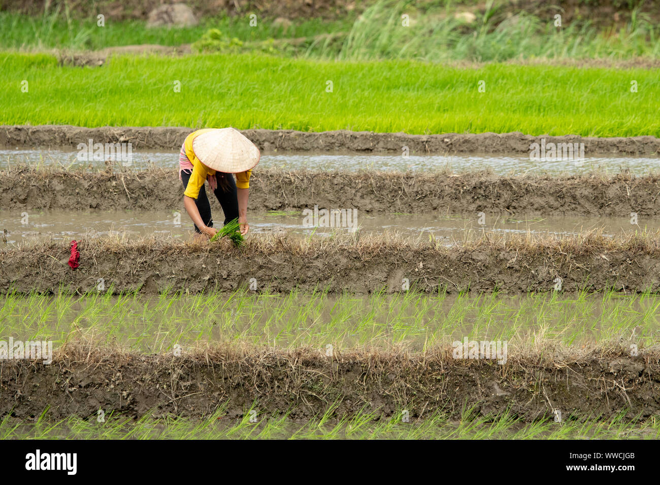 Donna vietnamita il trapianto di riso. Khau Pha Pass Vietnam Foto Stock
