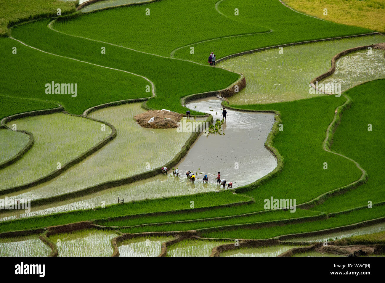 Le persone che lavorano nel settore del riso paddy Khau Pha Pass vietnam Foto Stock