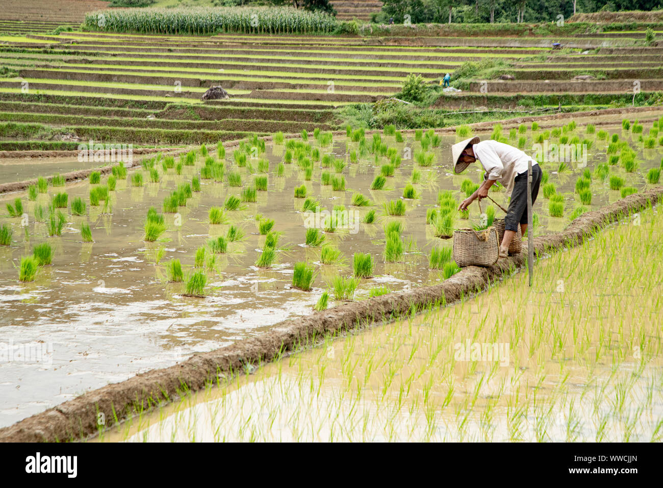 Uomo vietnamita il trapianto di riso Foto Stock