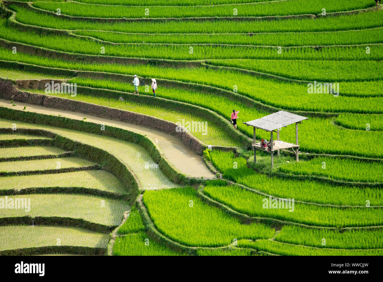La gente a piedi attraverso terrazze di riso Khau Pha Pass Vietnam Foto Stock
