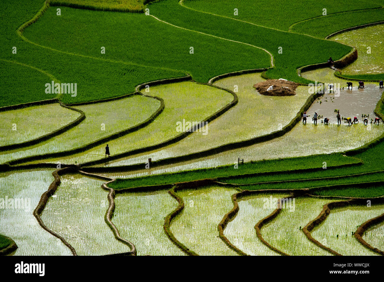 Risaie del Vietnam con persone il trapianto di riso. Foto Stock