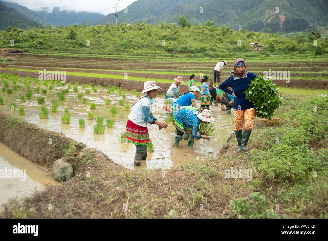 Le donne con lavoro a trapiantare il riso Khau Pha Pass Vietnam Foto Stock