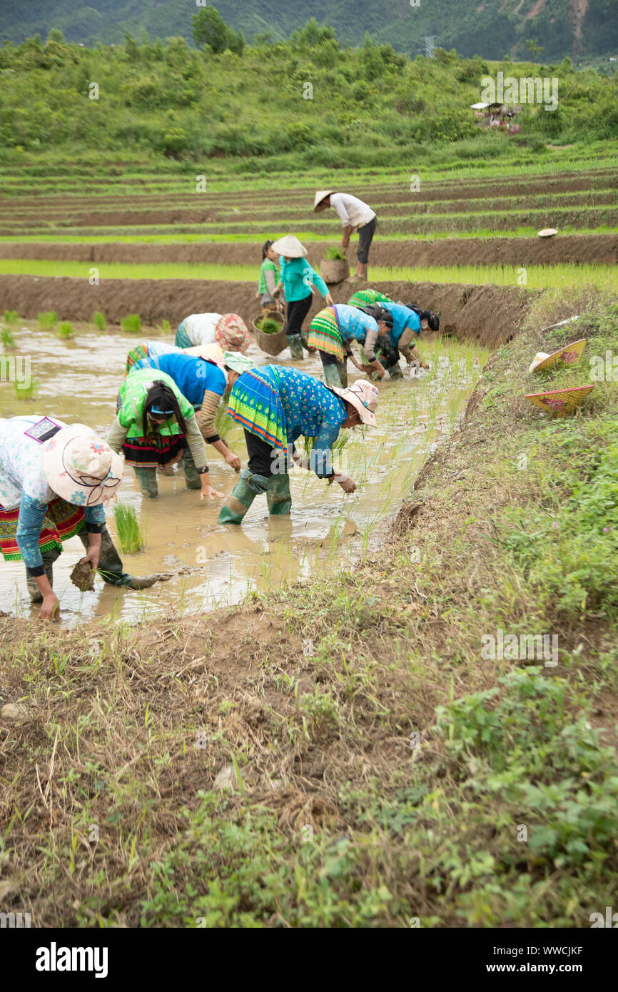 Le donne con lavoro a trapiantare il riso Khau Pha Pass Vietnam Foto Stock