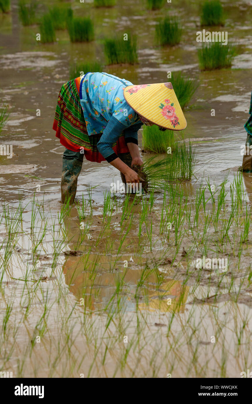 Le donne con lavoro a trapiantare il riso Khau Pha Pass Vietnam Foto Stock