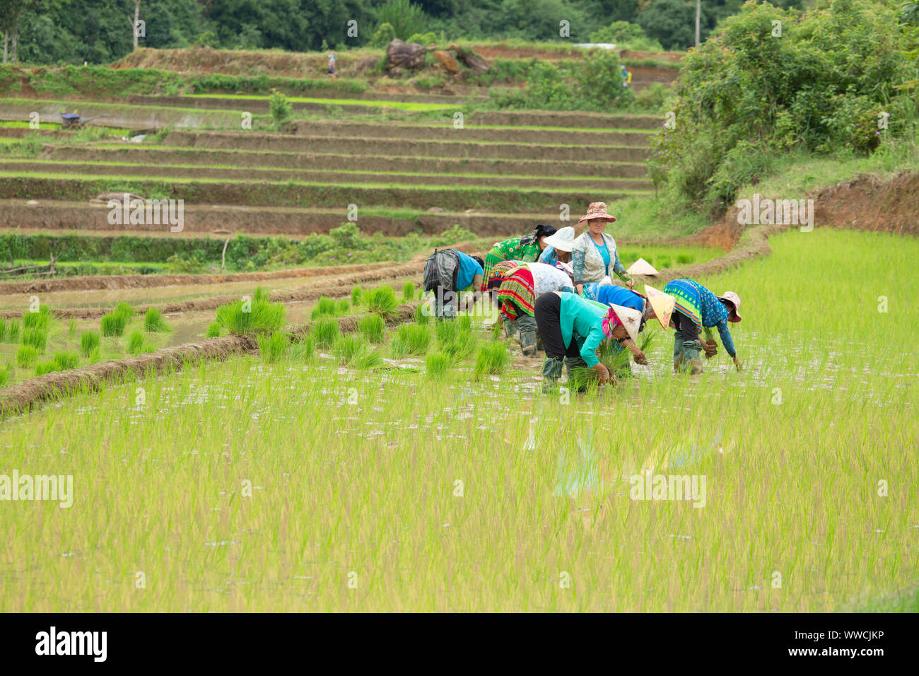 Le donne con lavoro a trapiantare il riso Khau Pha Pass Vietnam Foto Stock