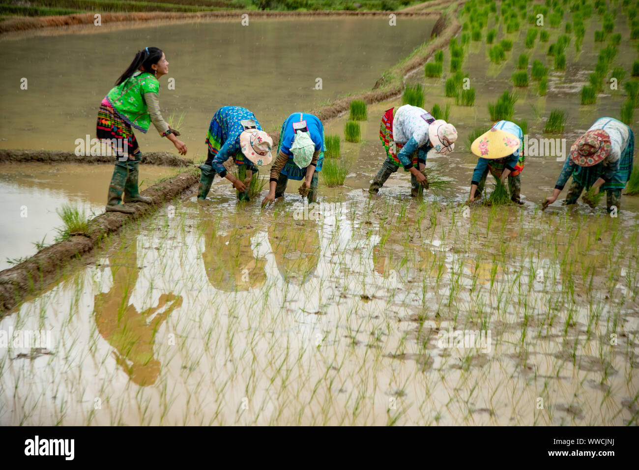 Le donne con lavoro a trapiantare il riso Khau Pha Pass Vietnam Foto Stock