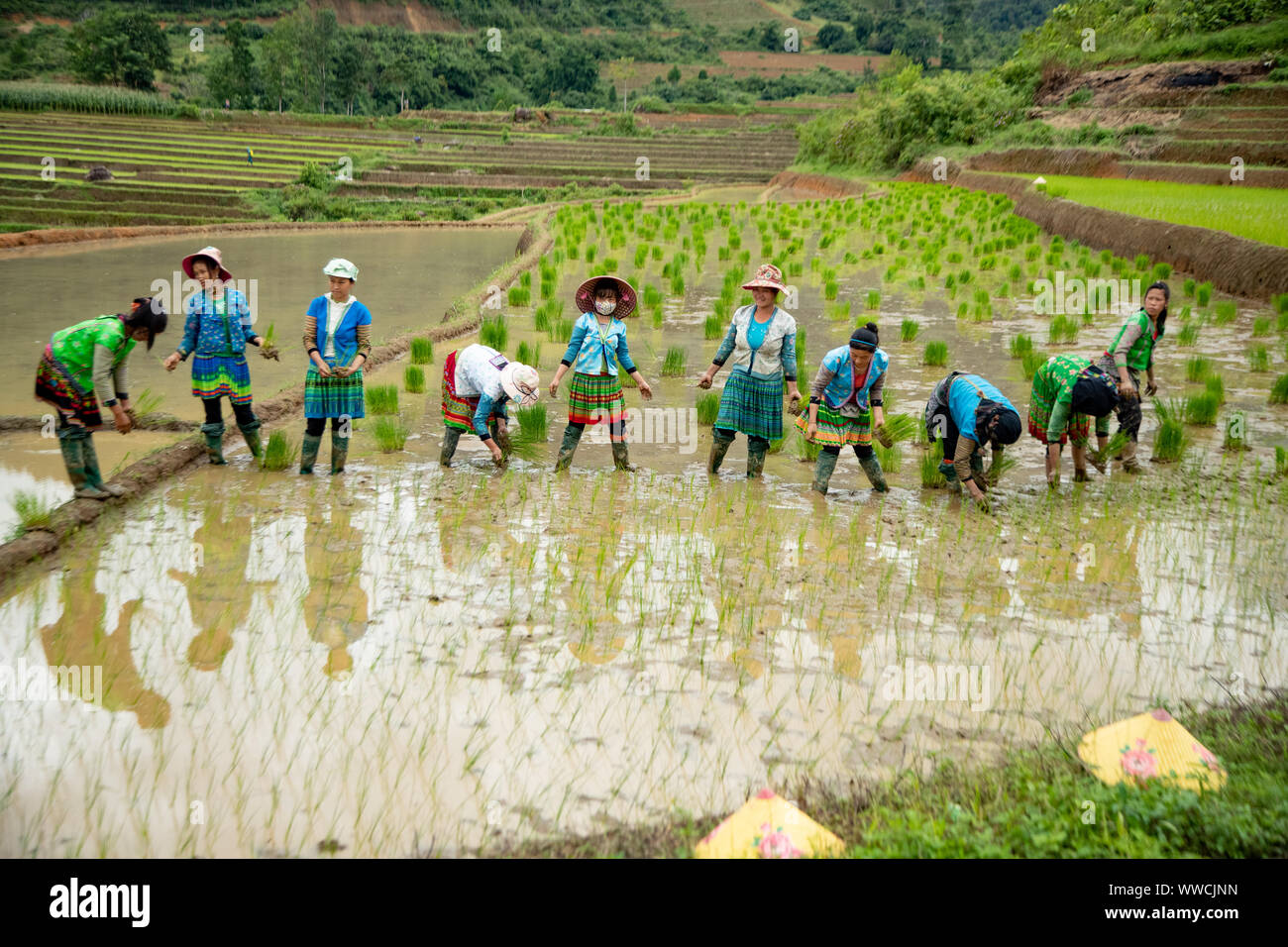 Le donne con lavoro a trapiantare il riso Khau Pha Pass Vietnam Foto Stock