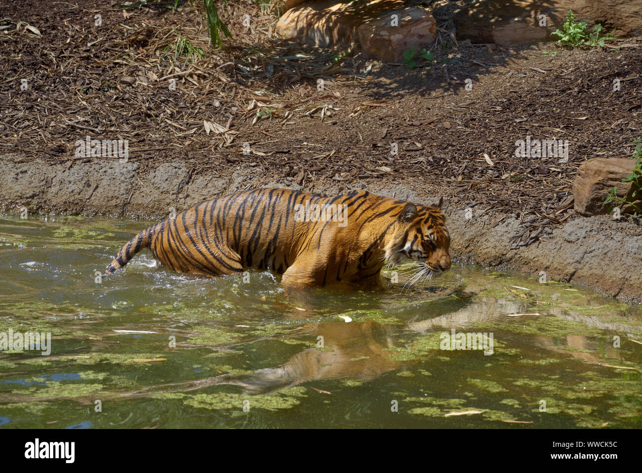 Sumatran Tigers allo Zoo di Melbourne Foto Stock