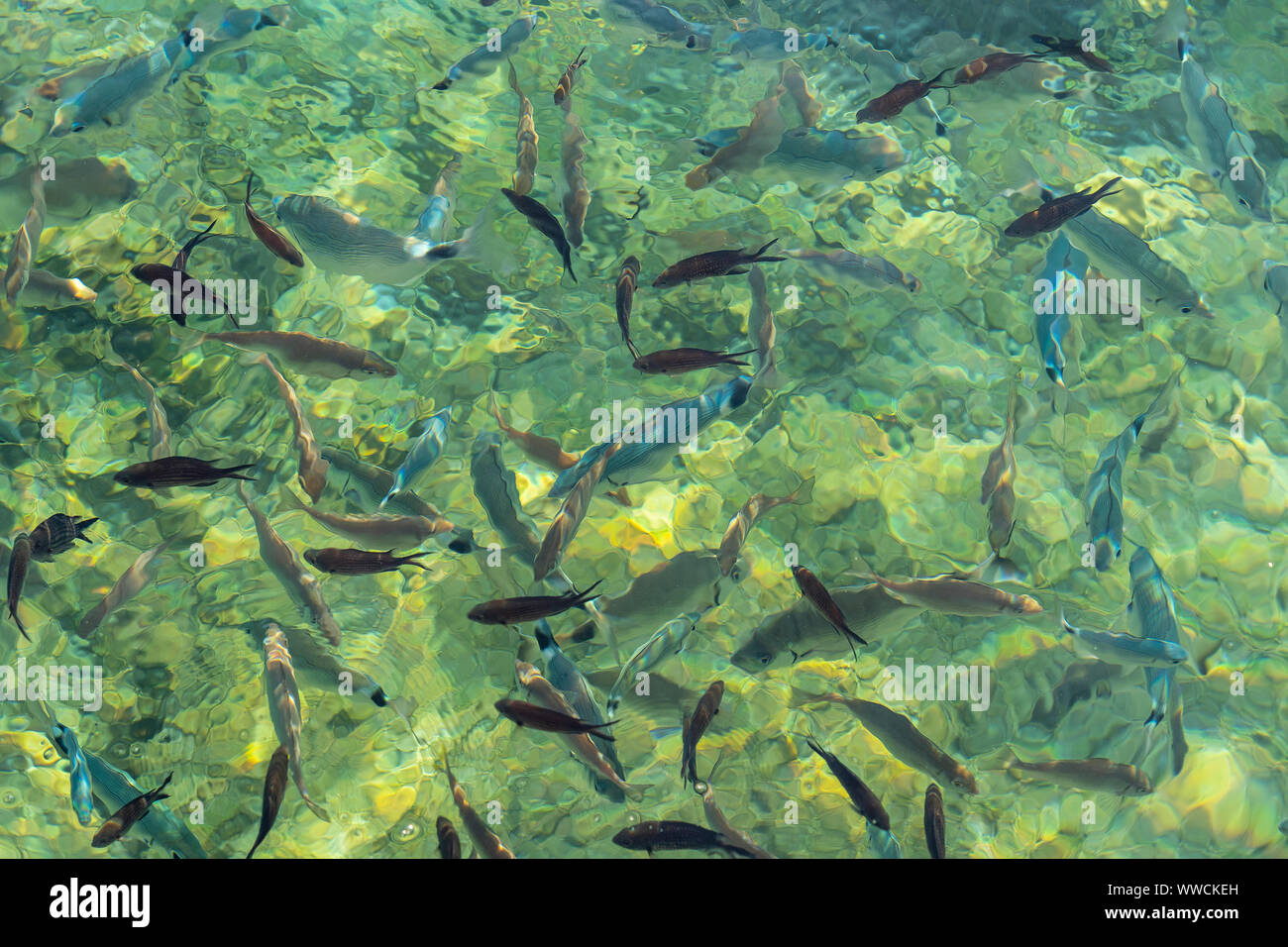 Pesci nell'acqua chiara, sun riflessione, Mar Egeo, bodrum, Turchia. Pesci nel mare cristallino acqua Foto Stock