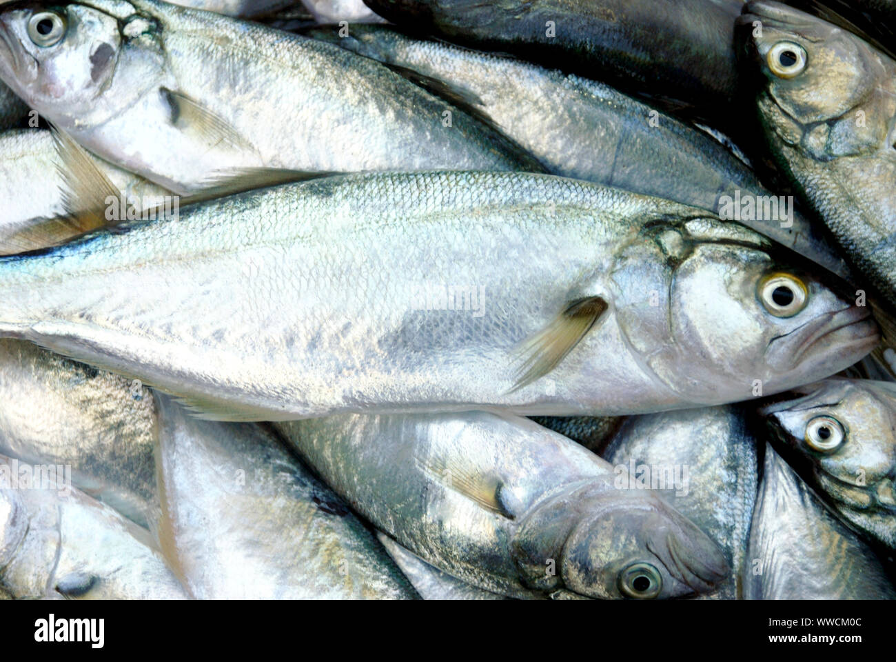 Pesce fresco sul contatore nel mercato. Close-up çinekop sarıkanat pesci sullo sfondo. Foto Stock