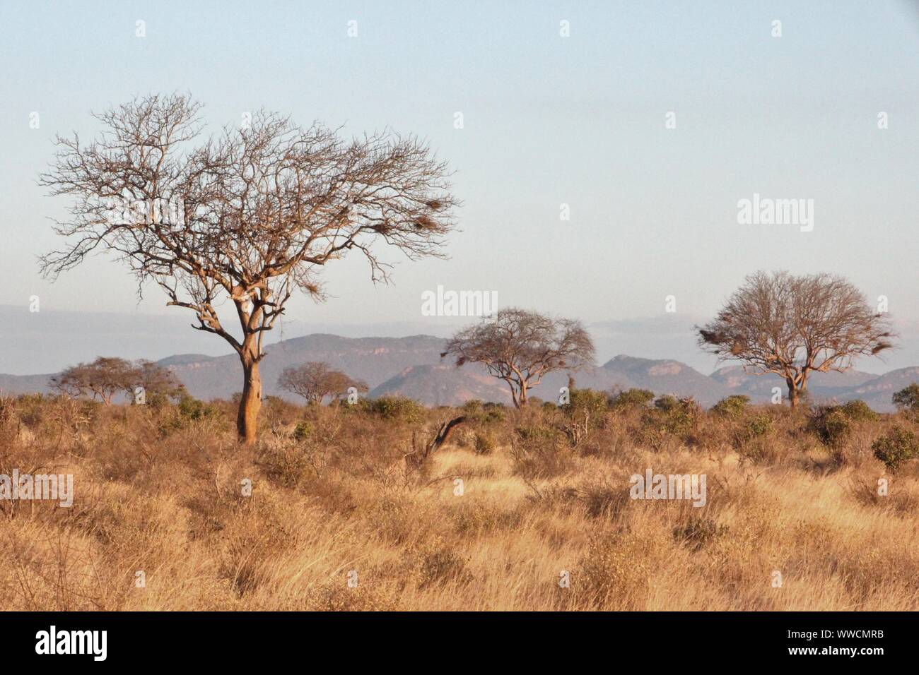 Paesaggio Thornbush al Tsavo Est Foto Stock