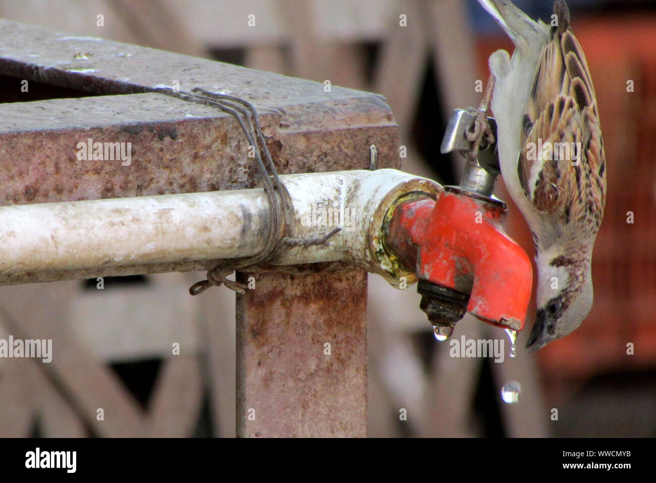 Sete Sparrow Foto Stock