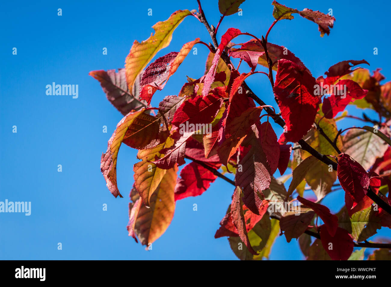 Rosso Foglie di autunno Foto Stock