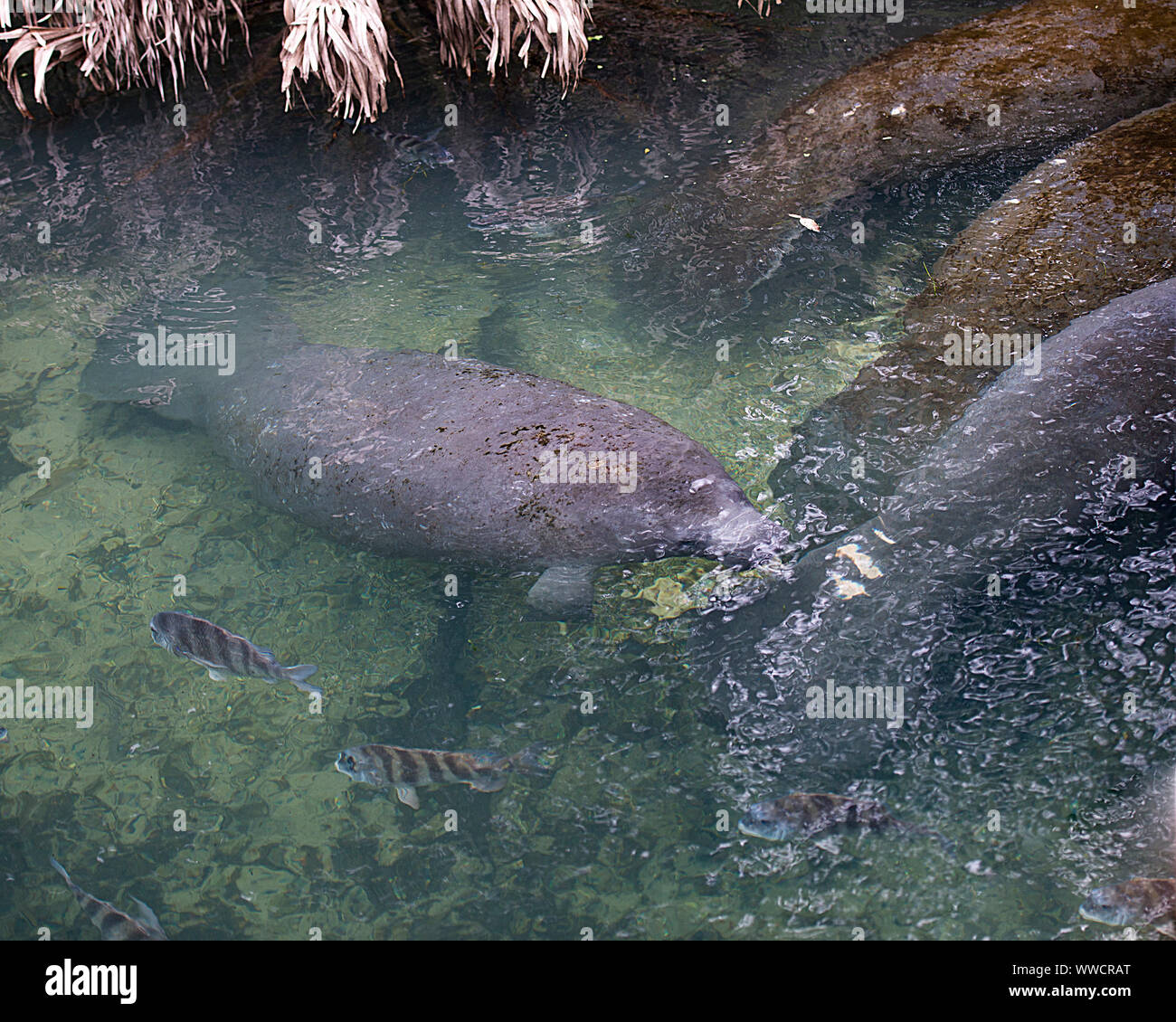 I lamantini gruppo circondato dai pesci nel caldo fuoriuscita di acqua dal fiume della Florida. Foto Stock