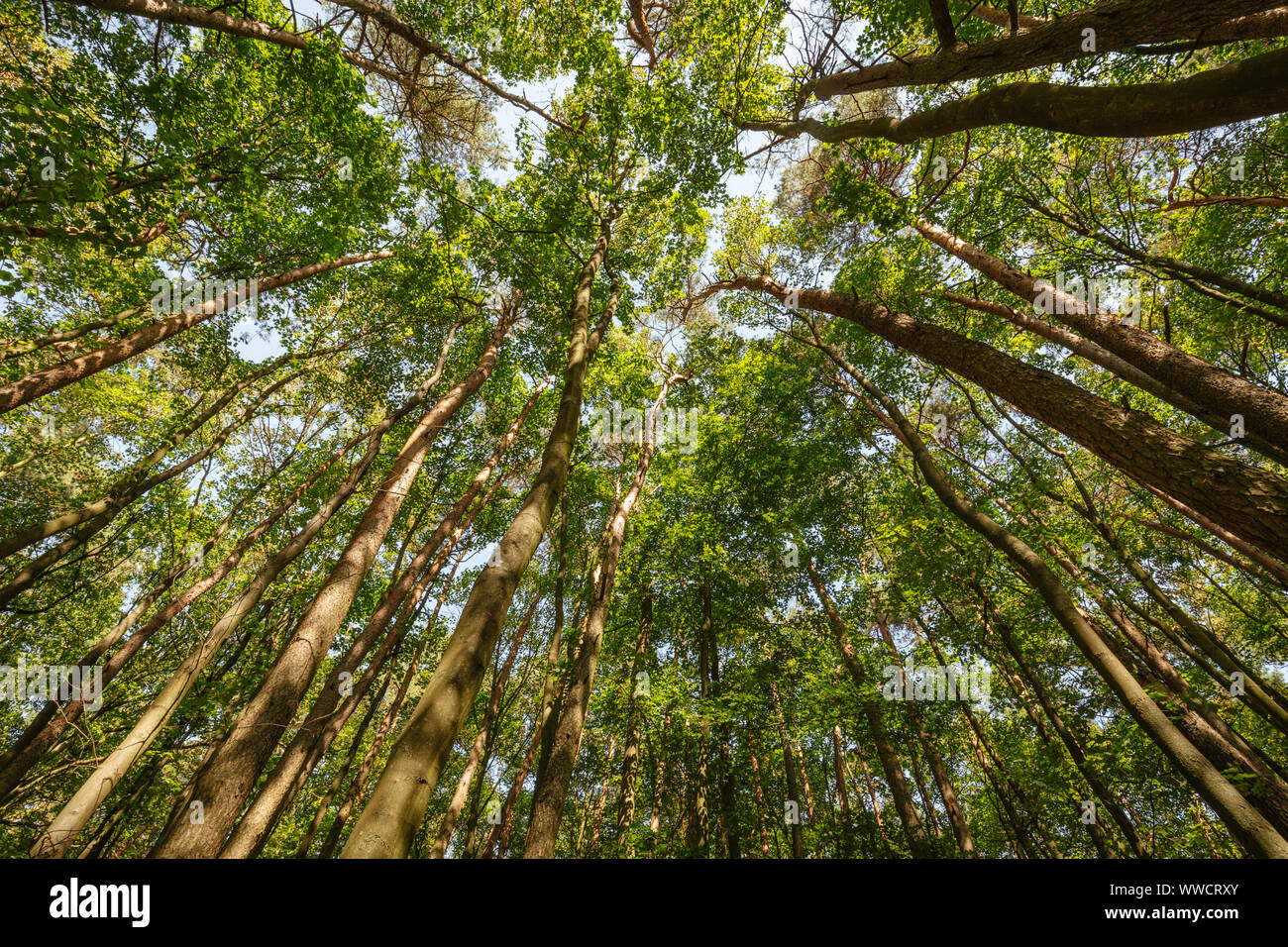 Foresta. L'Europa. Alberi ad alto fusto. La foto in basso. Paesaggio Foto Stock