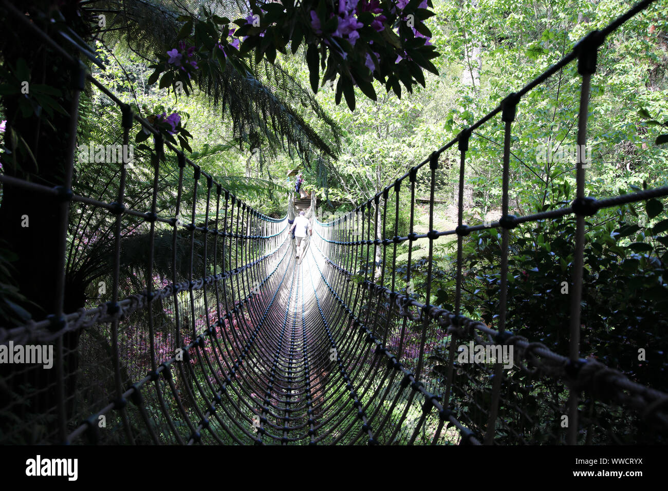 Birmano ponte Corda al Lost Gardens of Heligan, Cornovaglia , Inghilterra Foto Stock