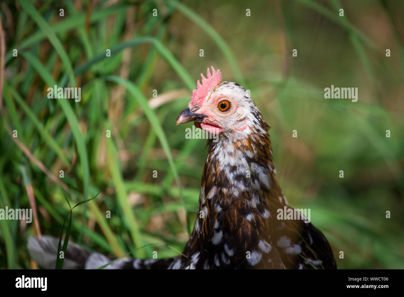 Stoapiperl/ Steinhendl, bianco nero motley hen - una specie gravemente minacciate di razza di pollo dall' Austria Foto Stock
