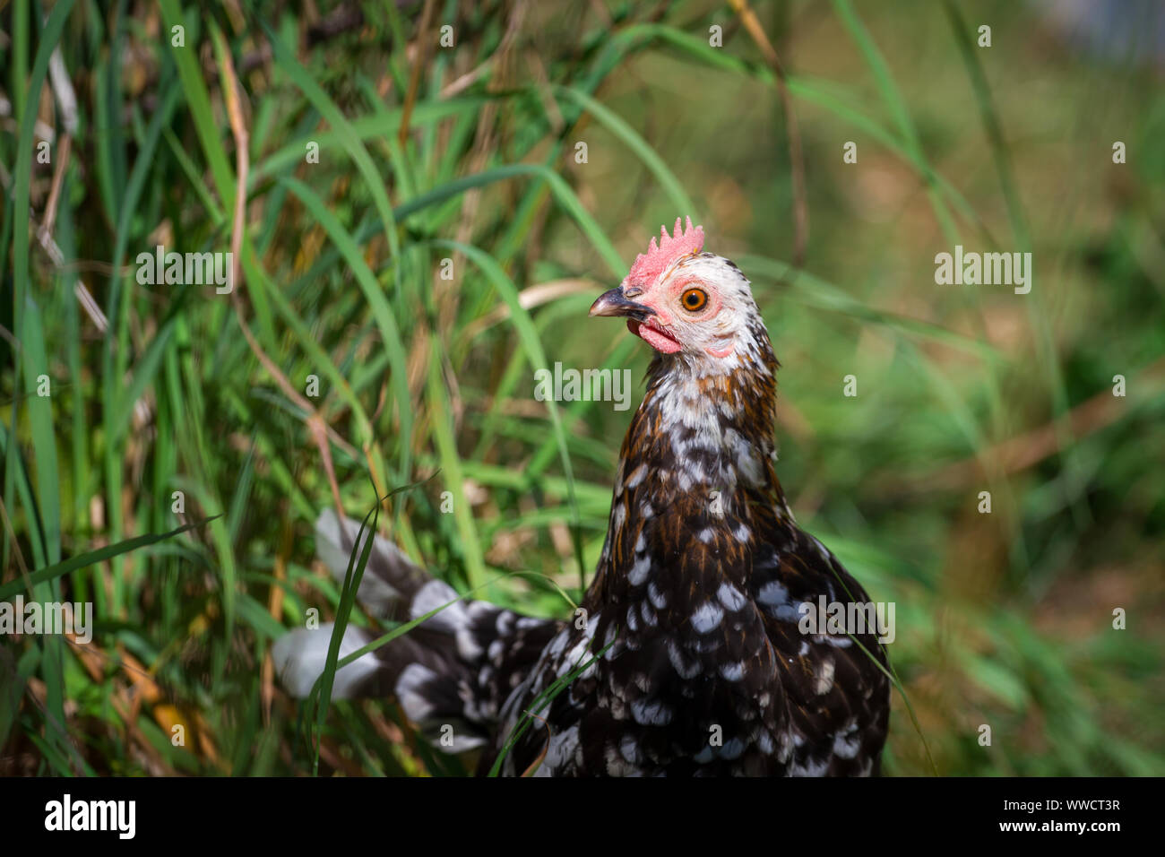 Stoapiperl/ Steinhendl, bianco nero motley hen - una specie gravemente minacciate di razza di pollo dall' Austria Foto Stock