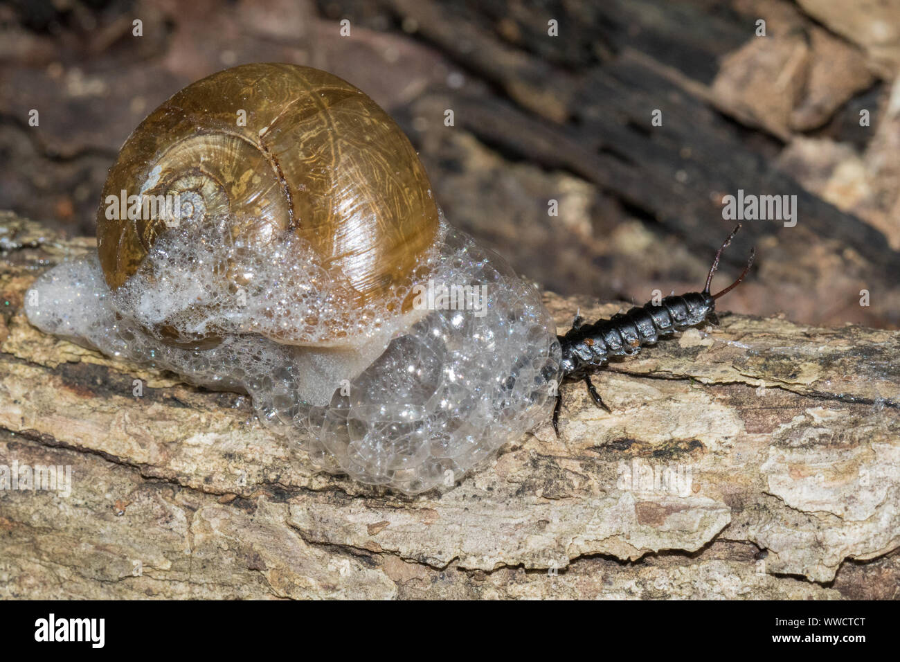 Una massa beetle larva attacca una lumaca. Foto Stock