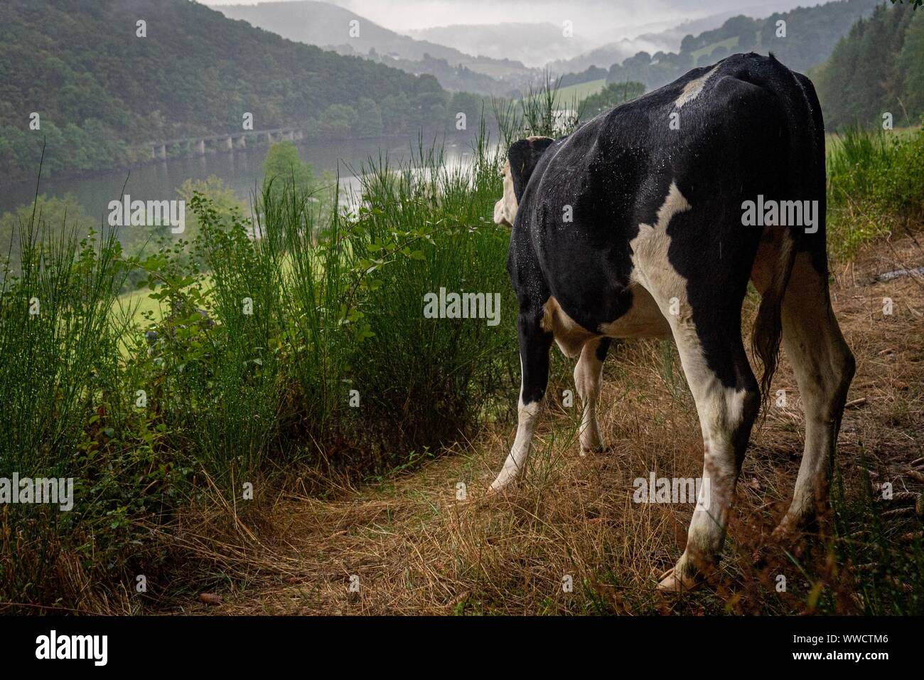 Le vacche della fattoria, Eifel parco nazionale di Germania. Foto Stock