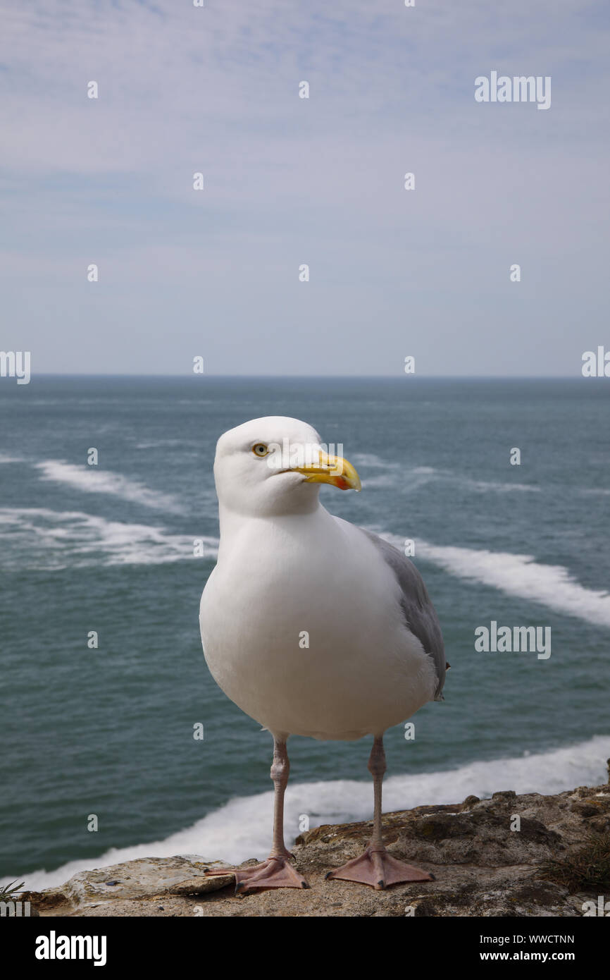 Aringa europea gabbiano, gabbiano su una parete, Foto Stock