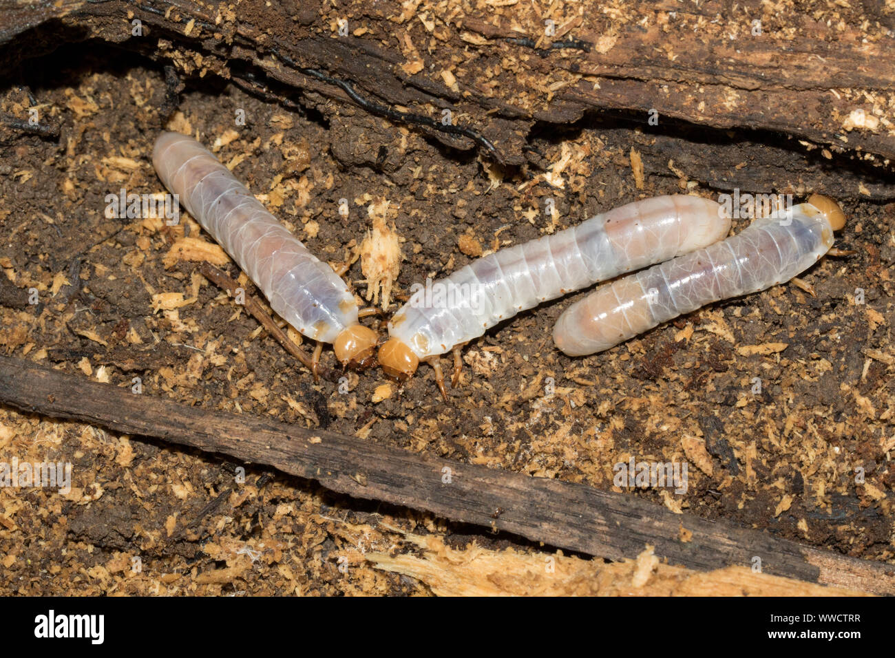 Coleottero Passalid larve, Odontotaenius disjunctus. Foto Stock