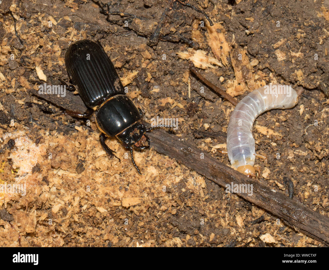 Close-up di un passalid coleottero adulto e larva, Odontotaenius disjunctus. Foto Stock