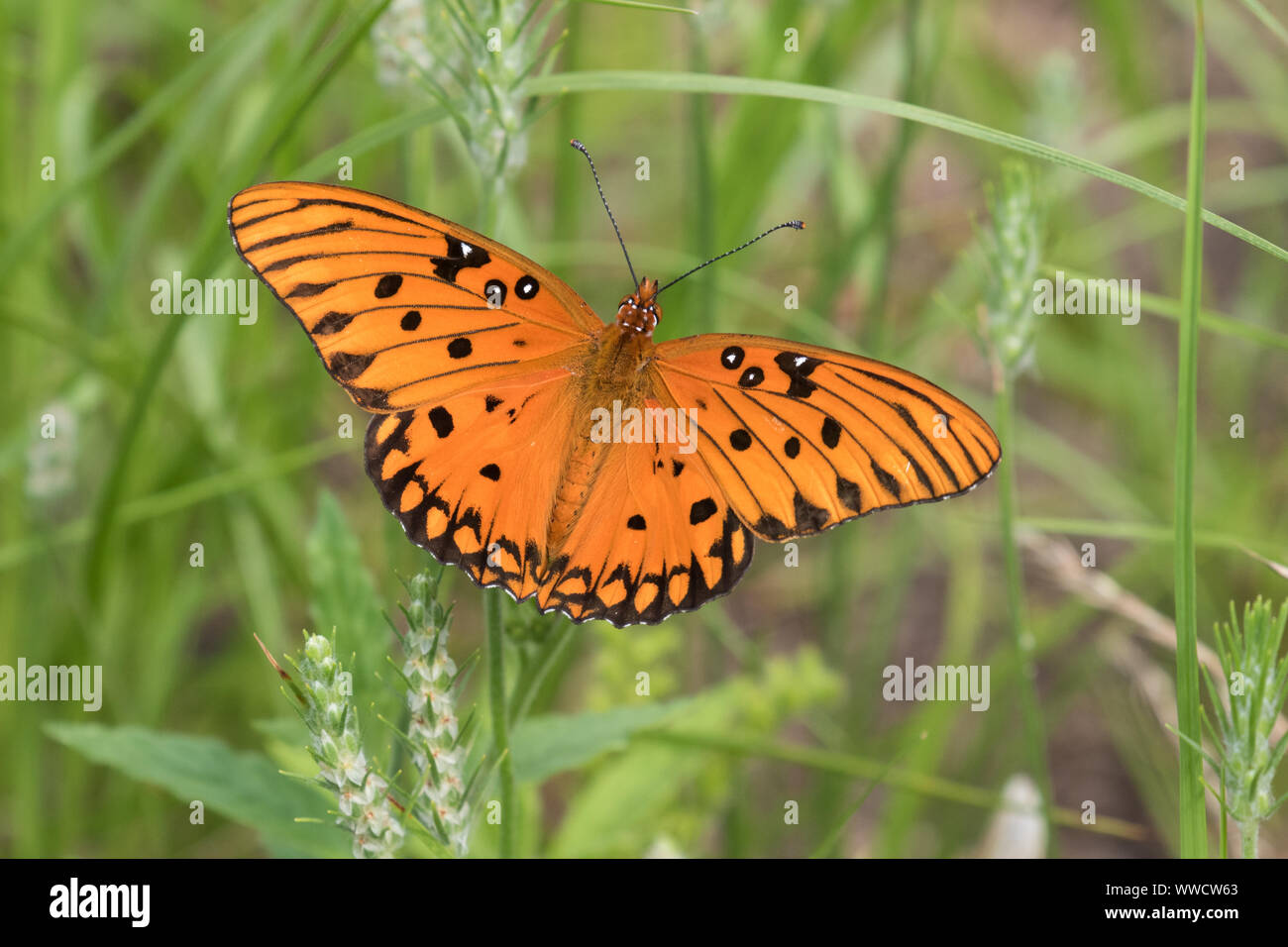 Close-up di un golfo fritillary butterfly, Agraulis vanillae. Foto Stock