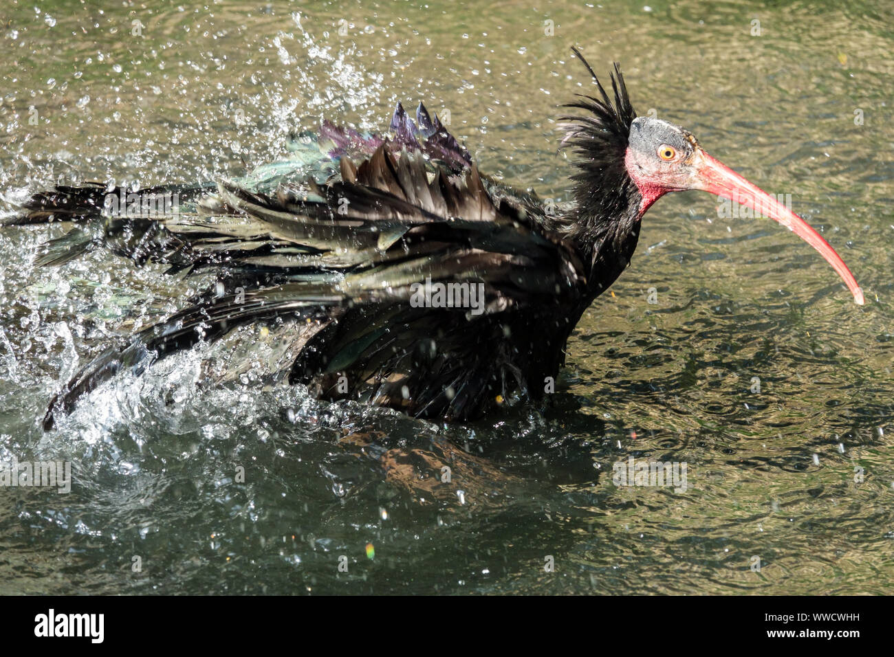 Bagno d'uccello, Adulti Northern bald ibis bird Geronticus eremita, lavaggio piumaggio, spruzzi d'acqua Foto Stock