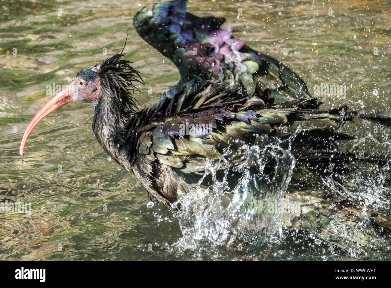 Bagno d'uccello, Adulti Northern bald ibis bird Geronticus eremita, lavaggio piumaggio, spruzzi d'acqua Foto Stock