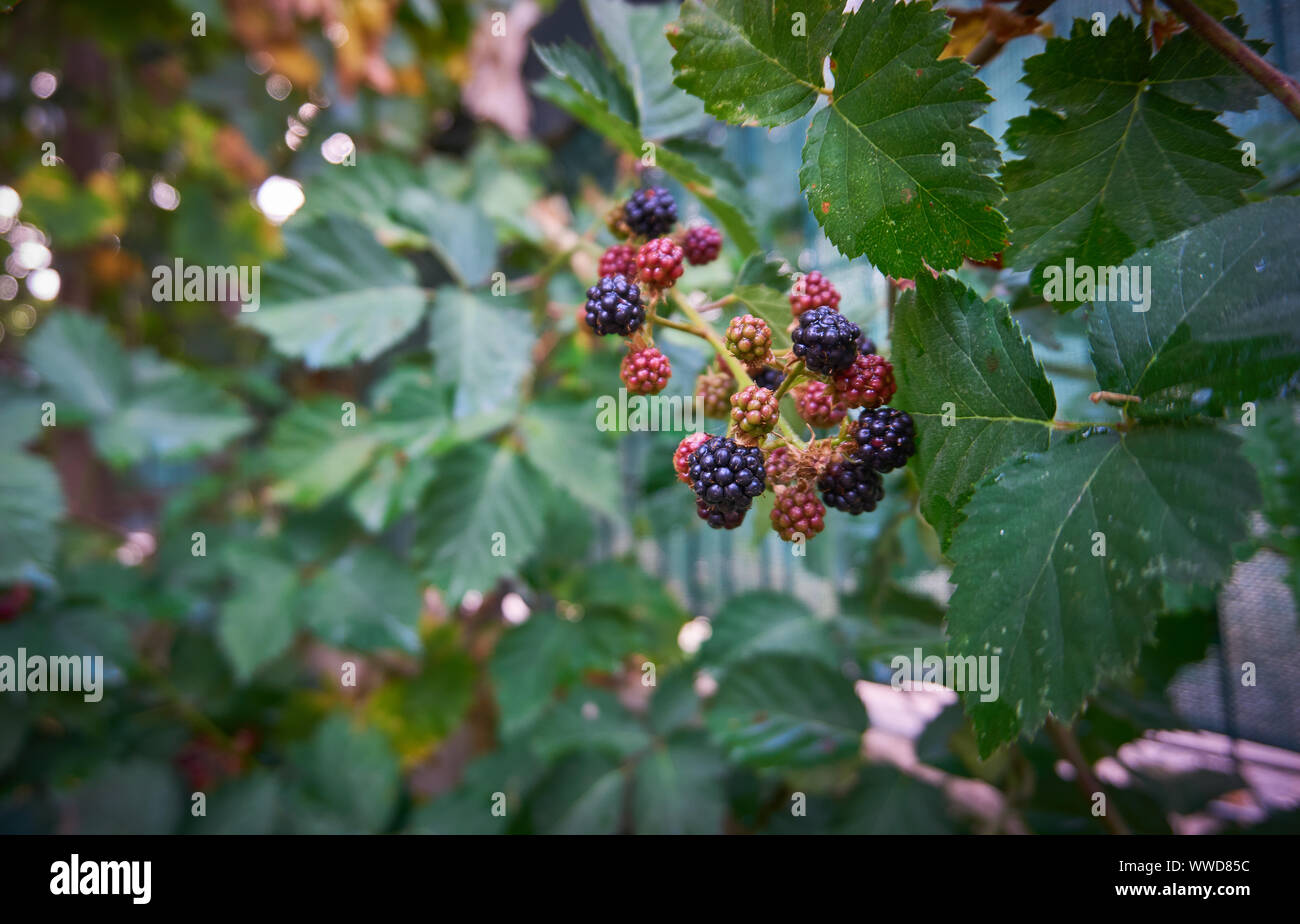 Fresco e dewberry organico, blackberry Foto Stock