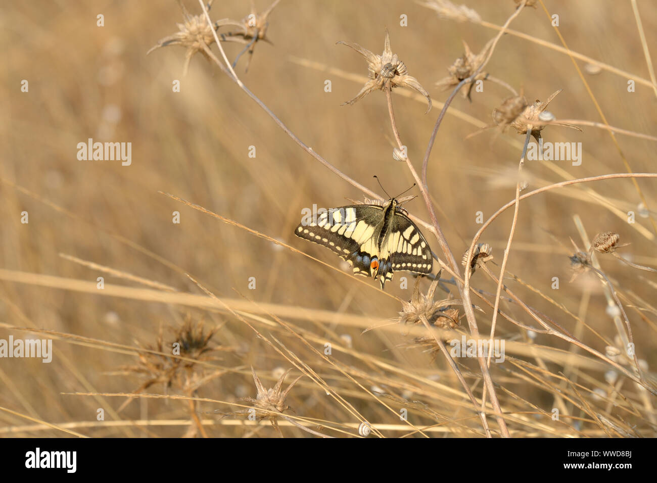 Coda forcuta (Papilio machaon), siede su fili di erba Foto Stock