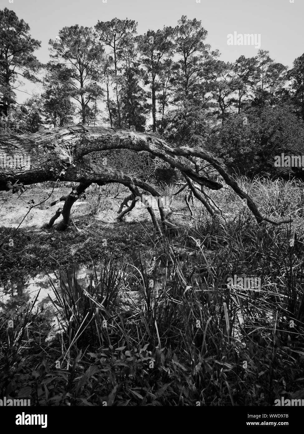 Il Woodlands TX USA - 03-26-2019 - caduto albero morto nella palude Foto Stock