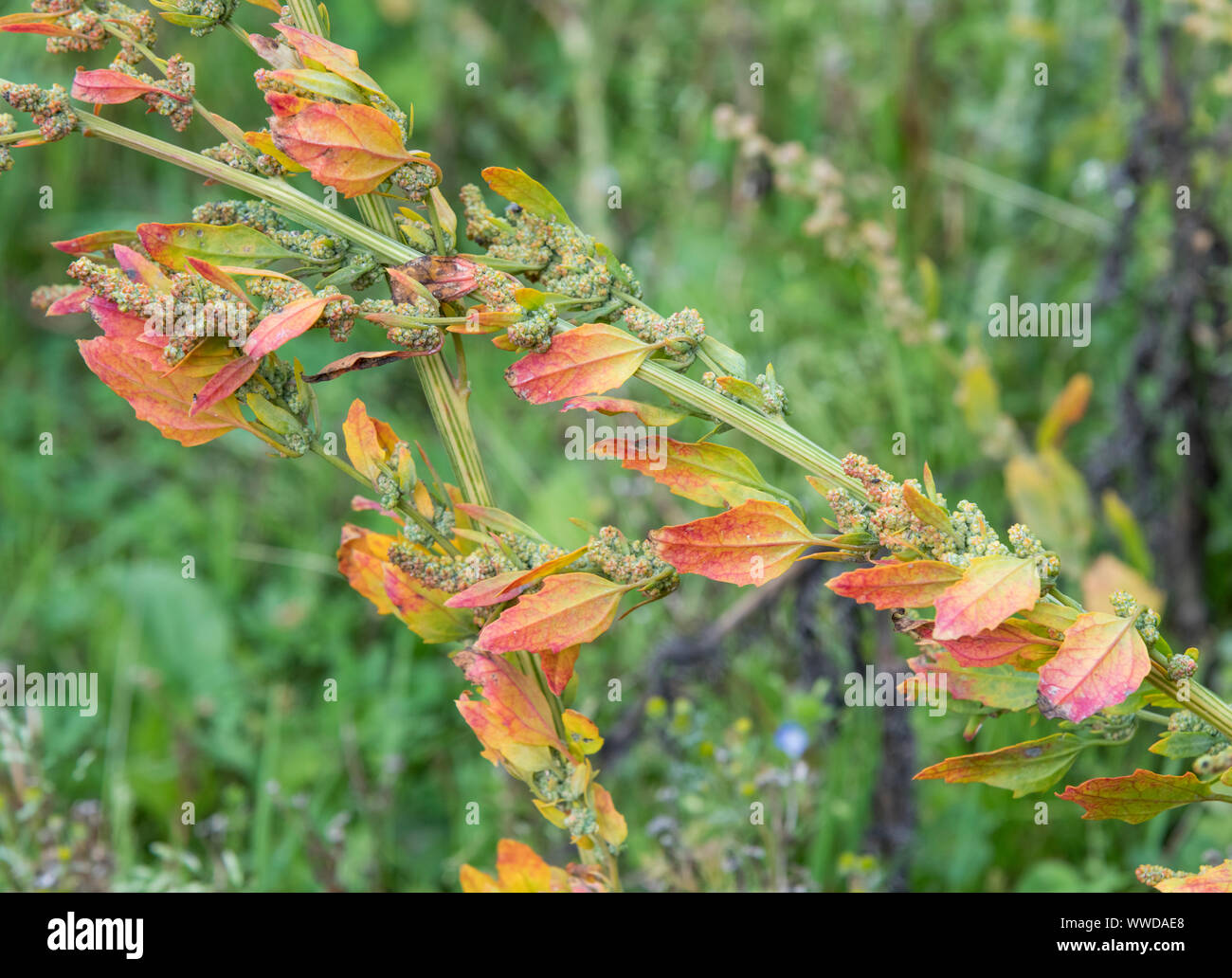 Morendo foglie di Chenopodium / Goosefoot - politica agricola weed - in un angolo di un campo. Eventualmente Chenopodium album - VEDERE LE NOTE per ulteriori dettagli. Foto Stock