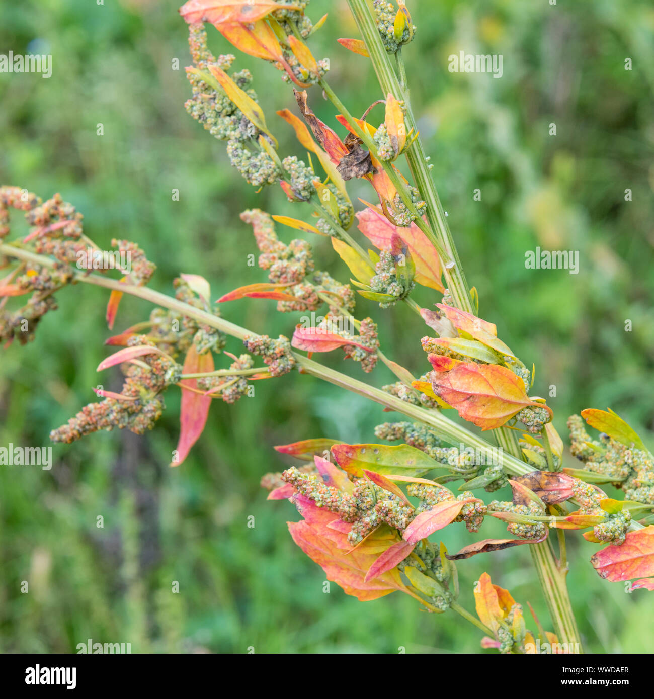 Morendo foglie di Chenopodium / Goosefoot - politica agricola weed - in un angolo di un campo. Eventualmente Chenopodium album - VEDERE LE NOTE per ulteriori dettagli. Foto Stock