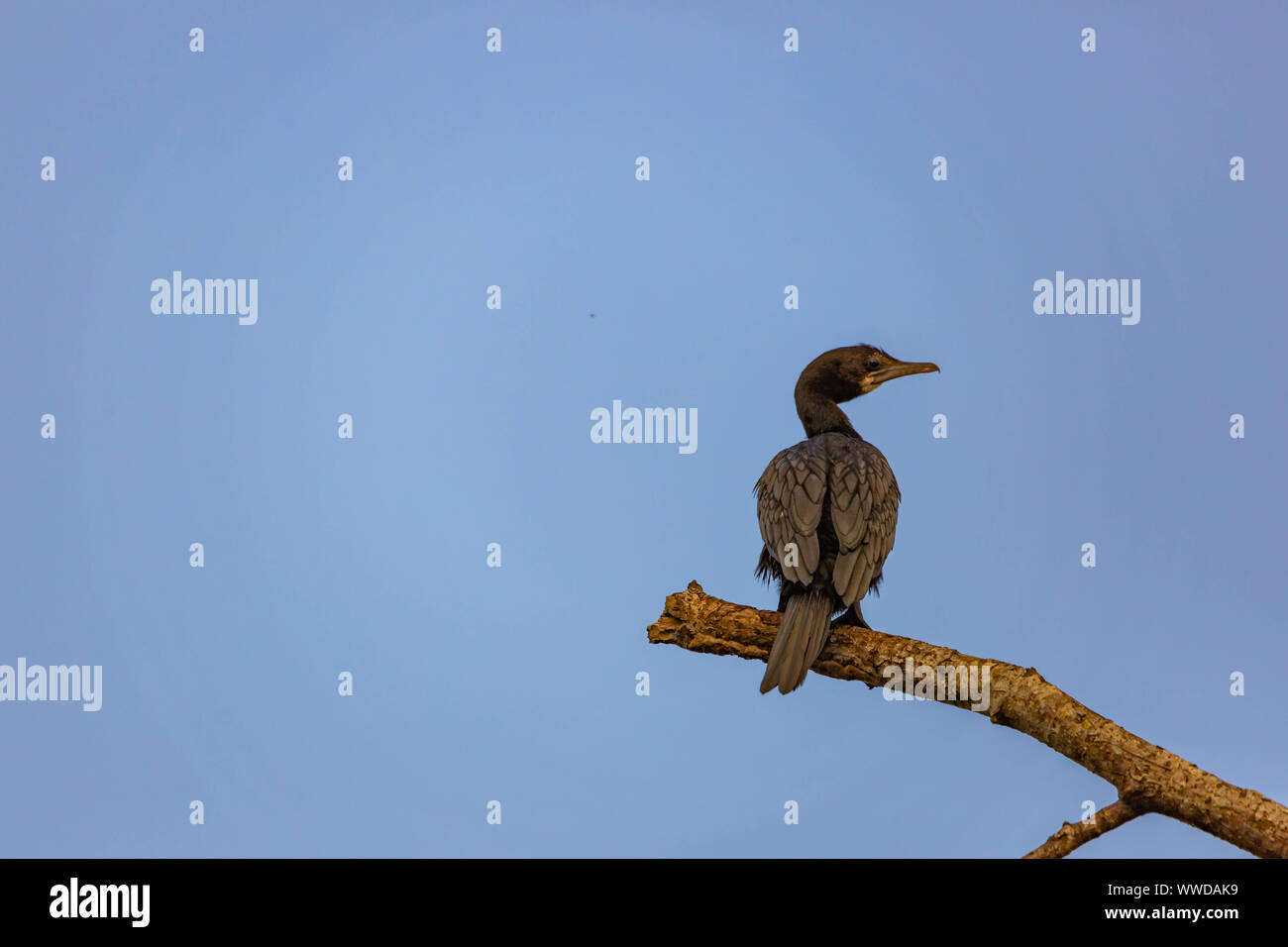 Lone cormorano o shag appollaiato su un ramo utilizzando come una vantage point cercando off a destra contro un cielo blu Foto Stock