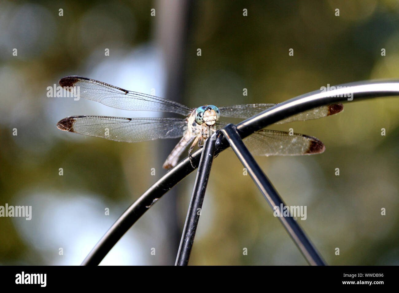 Close up dragon fly appollaiato Foto Stock