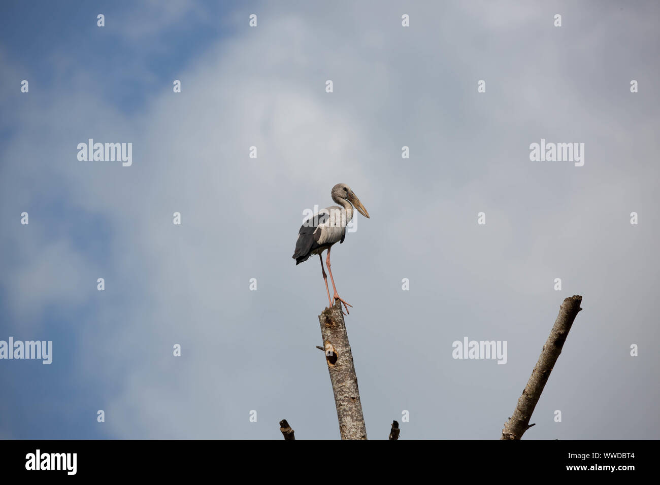 Stork appollaiato su un ramo in cima di un alto albero di profilo contro un cielo nuvoloso di usarlo come un punto panoramico per sondaggio dei suoi dintorni Foto Stock
