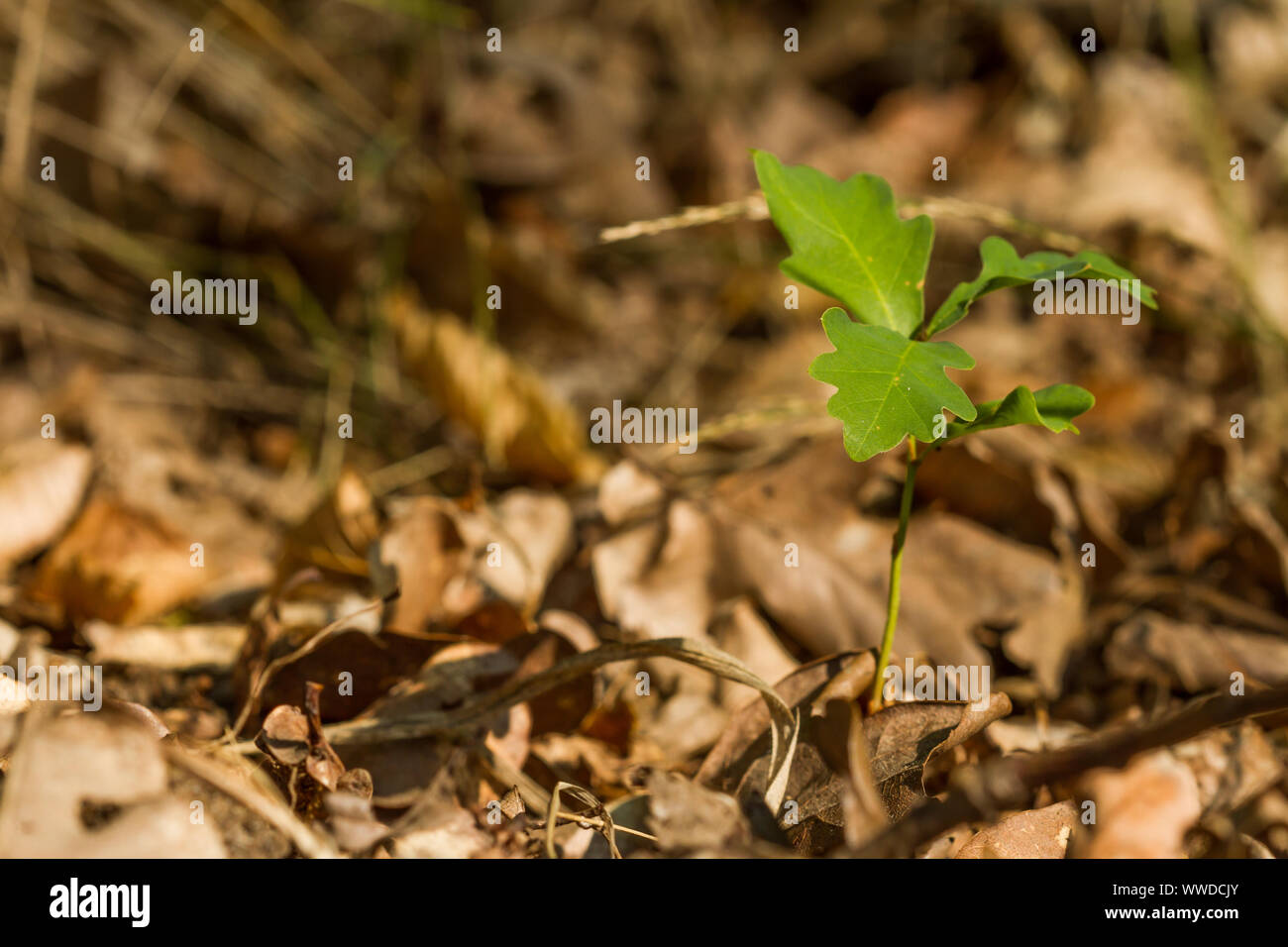 Un anno fa la piantina di quercia sessile iniziando la vita in un bosco misto in Germania Foto Stock