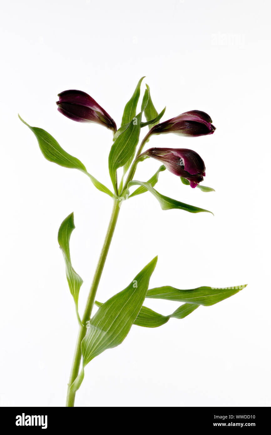 Tre viola Alstromeria fiori che sbocciano su un unico stelo nella foto contro uno sfondo bianco Foto Stock