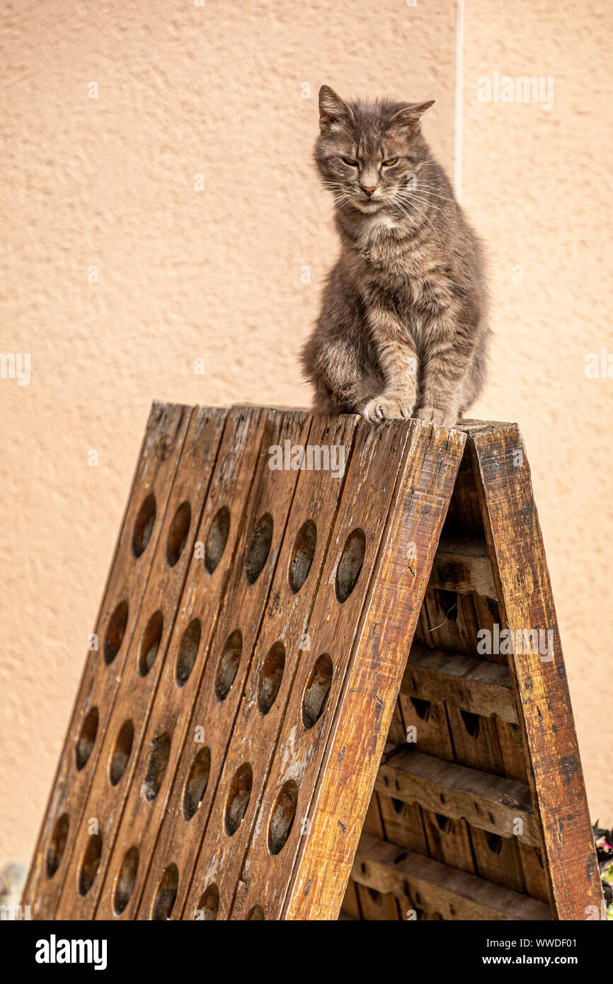 Cat sat nel pomeriggio di sole sul vino rack, Francia. Foto Stock