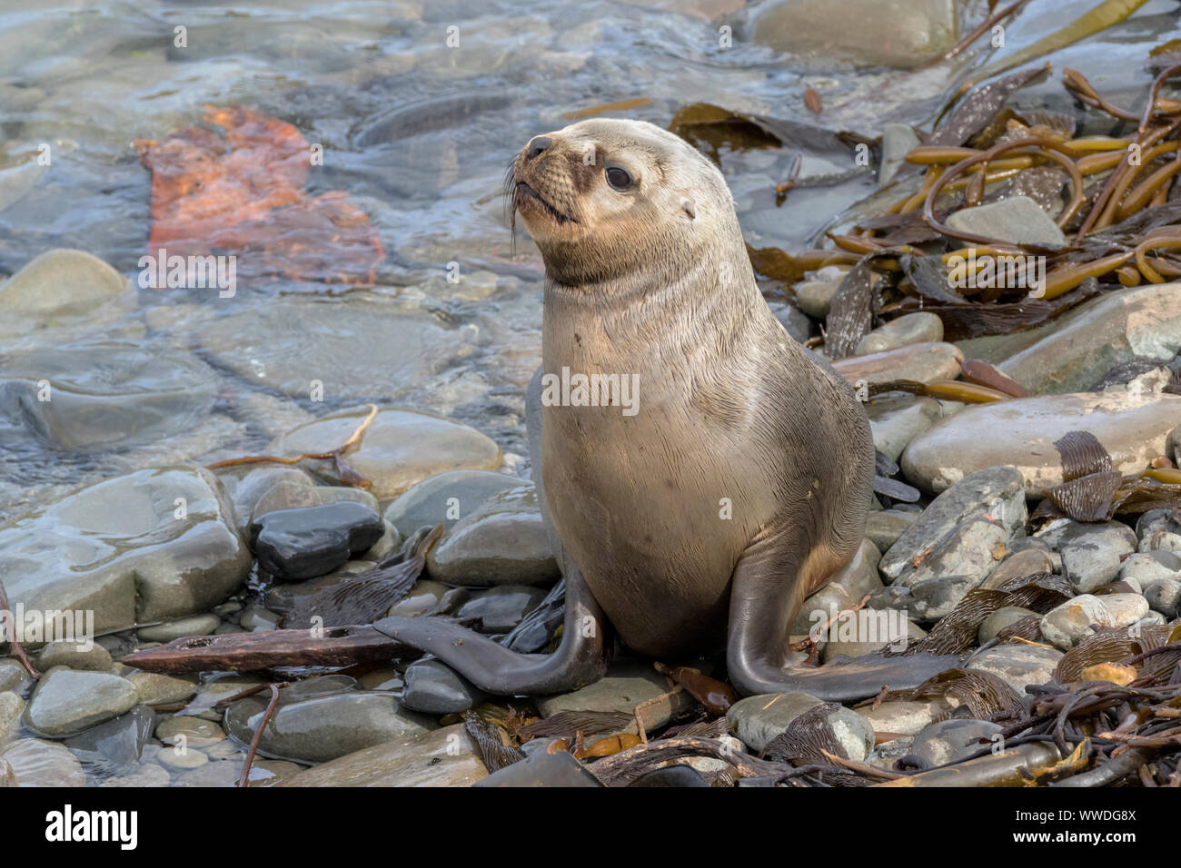 Southern Sea Lion yearling pup Foto Stock