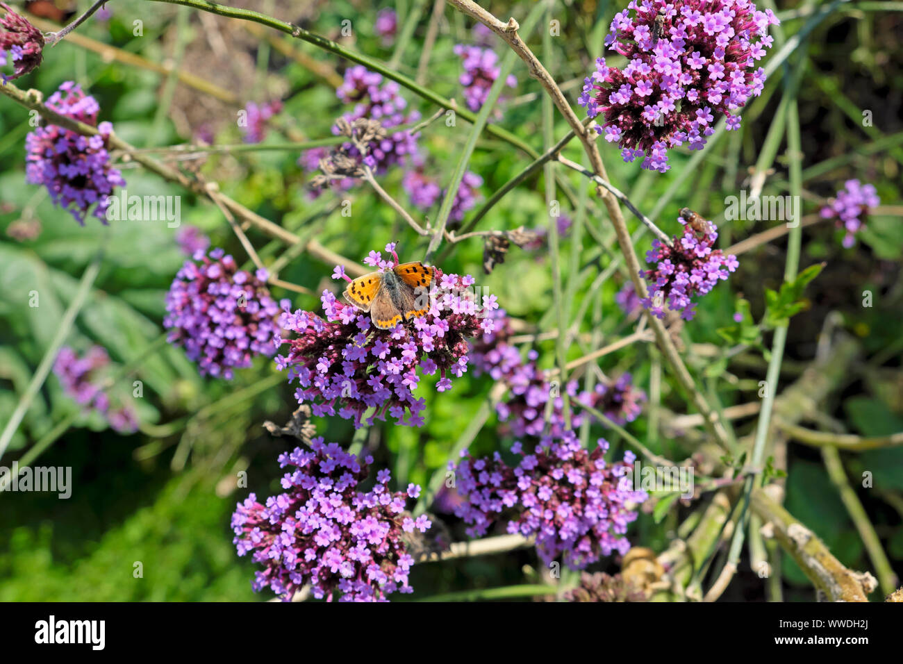 Farfalla alimentazione su viola verbena bonariensis nettare in fiore in autunno giardino settembre 2019 Carmarthenshire Galles UK KATHY DEWITT Foto Stock