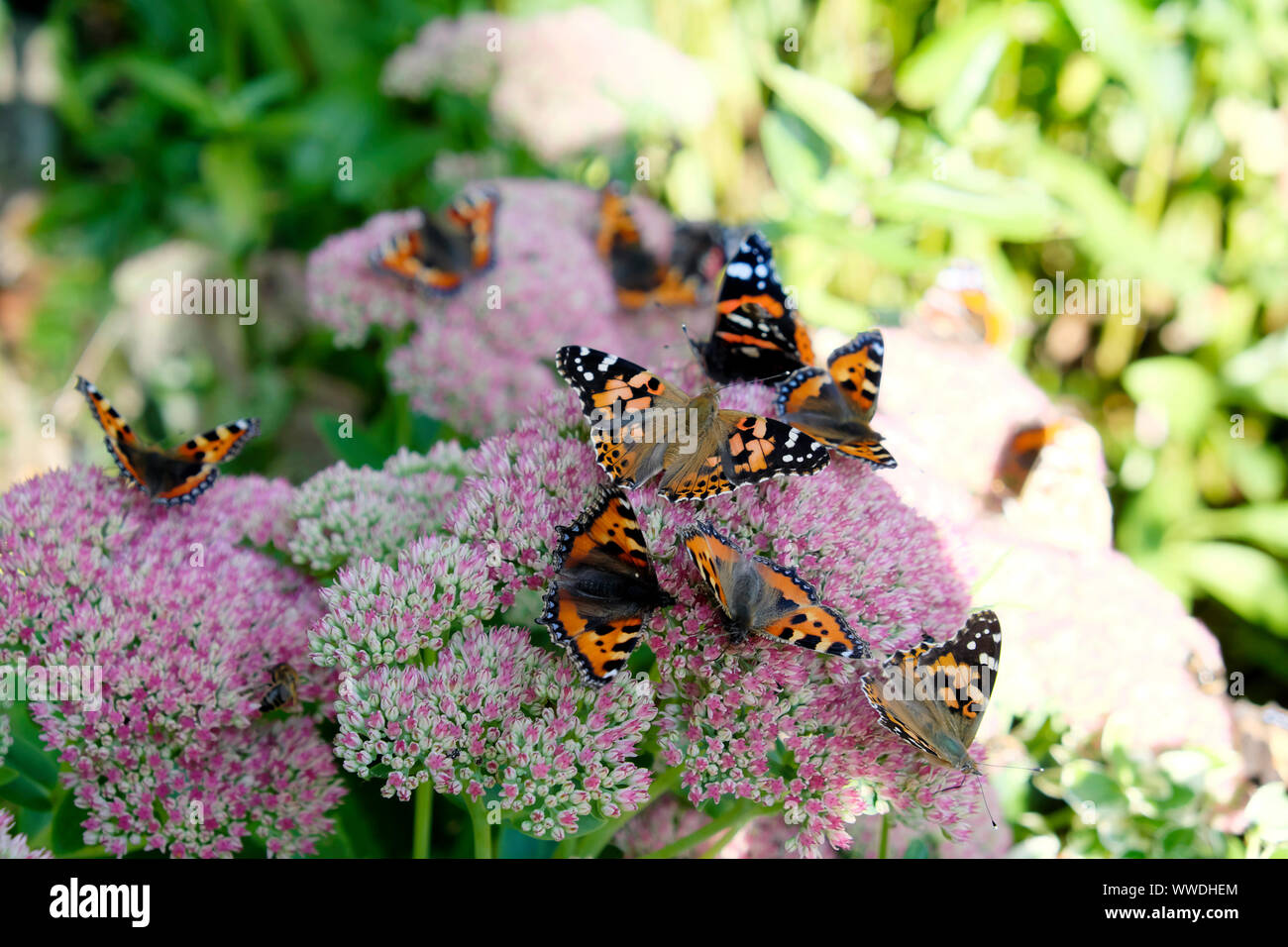 Painted Lady Butterfly Vanessa Cardui & aglais orticae farfalle nutrirsi di sedum rosa in un giardino autunnale settembre 2019 Galles UK KATHY DEWITT Foto Stock