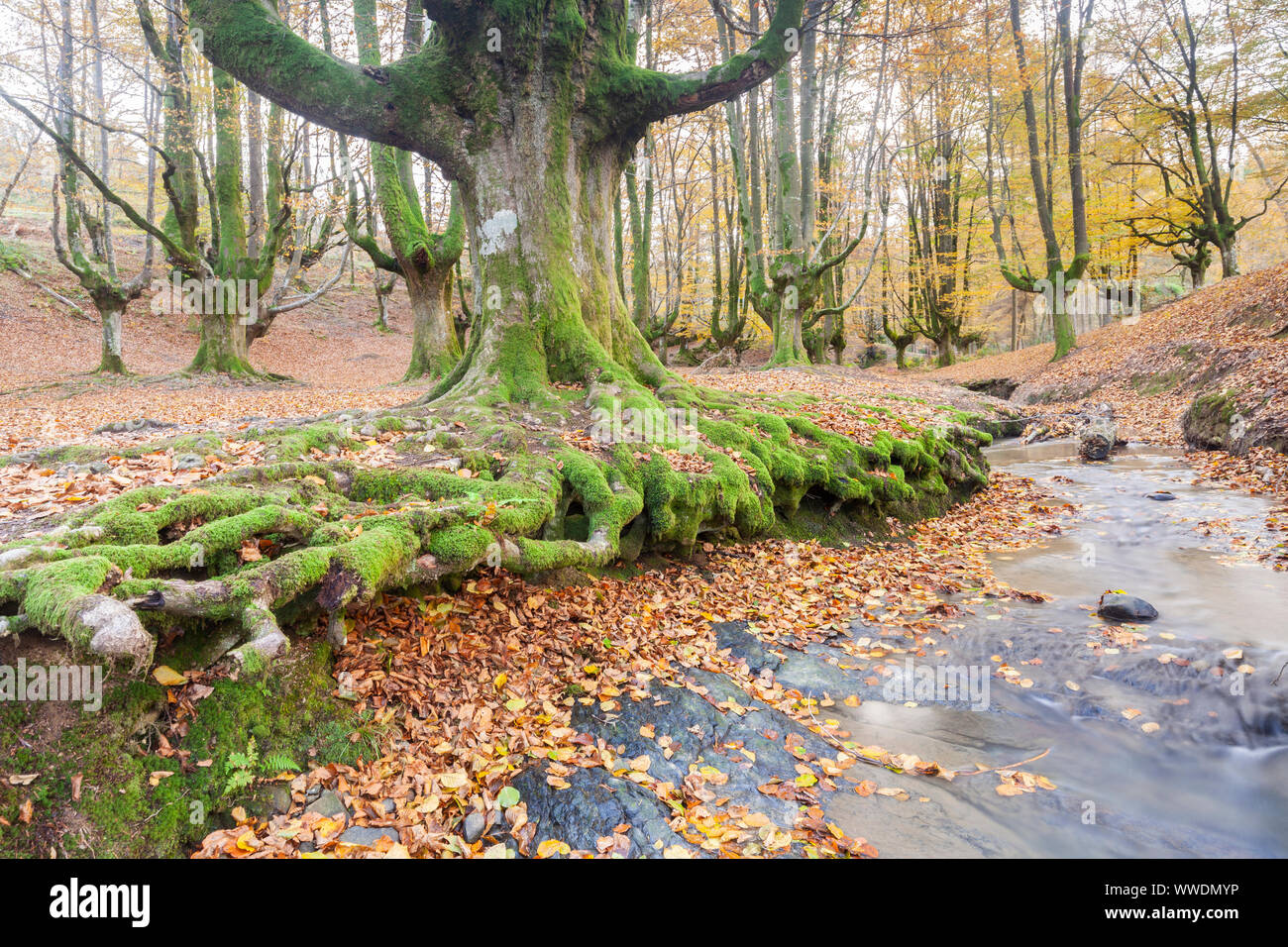 Faggi foresta di Otzarreta, parco naturale di Gorbeia, Vizcaya, Spagna Foto Stock