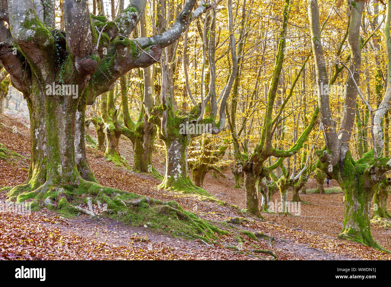 Faggi foresta di Otzarreta, parco naturale di Gorbeia, Vizcaya, Spagna Foto Stock